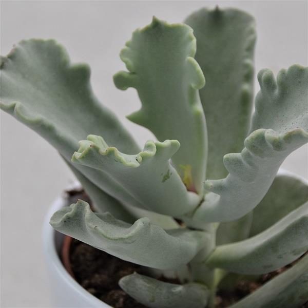 pasiora-cotyledon-coral-b-rentatze-sukkulente-10-5-cm-topf image 1