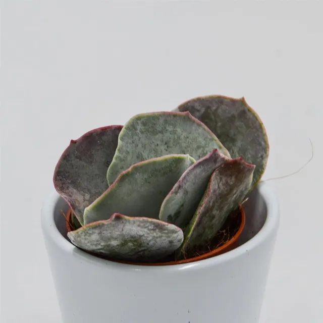 pasiora-cotyledon-orbiculata-pink-leaves-sukkulente-5-5cm image 1
