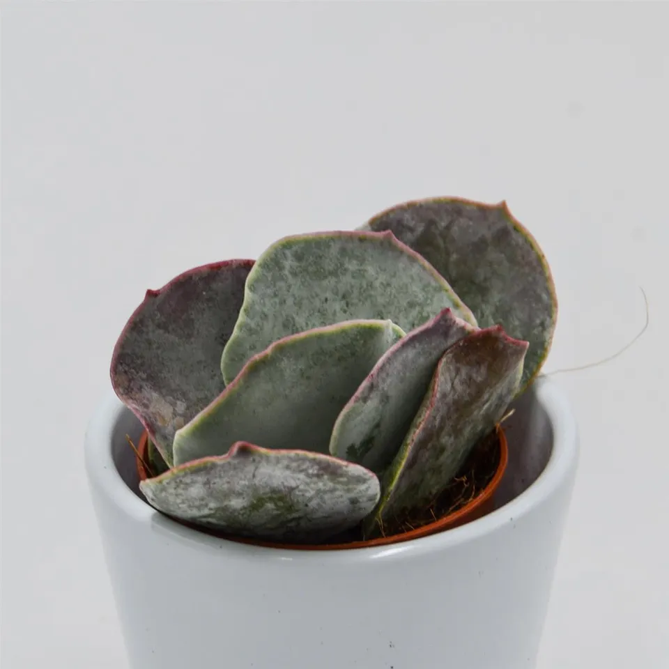 pasiora-cotyledon-orbiculata-pink-leaves-sukkulente-5-5cm image 1