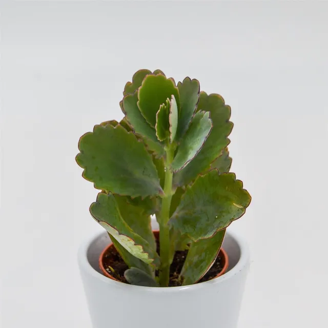 pasiora-kalanchoe-fedtschenkoi-sukkulente-5-5cm-topf image 1