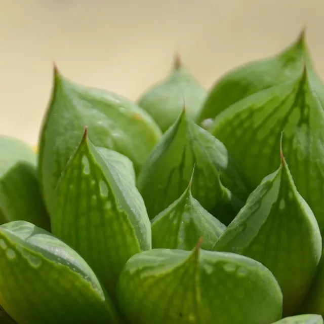 pasiora-haworthia-cymbiformis-sukkulente-6cm image 1