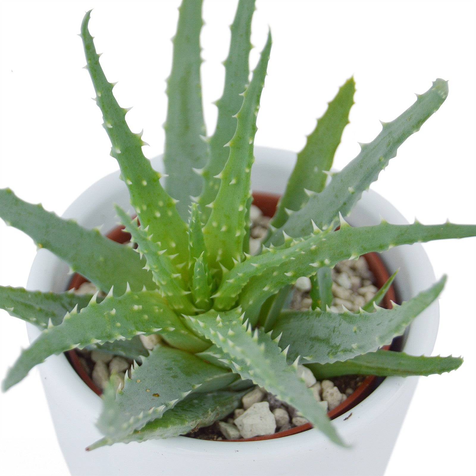 pasiora-aloha-aloe-3er-set-mini-aloen-6cm image 4