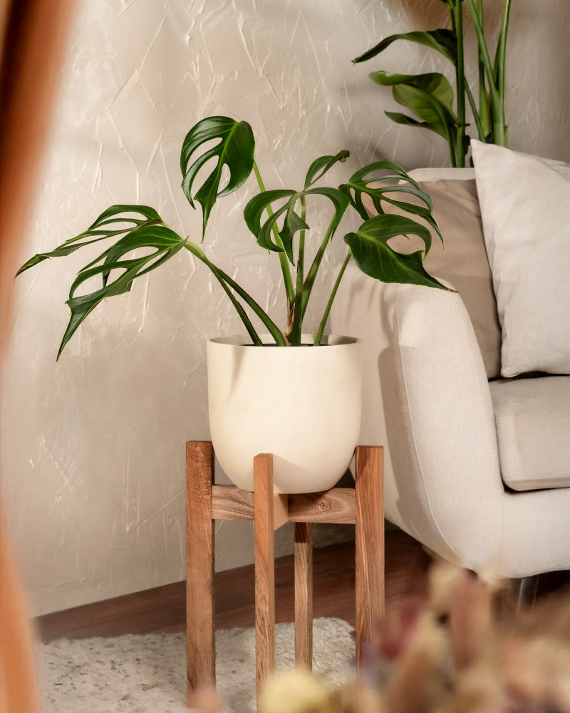 feey-monstera-burle-marx-flame-rarit-t-gro image 4