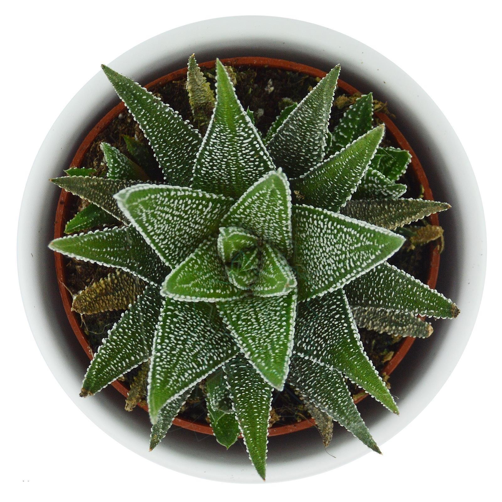 pasiora-haworthia-fasciata-concolor-6cm-topf image 3