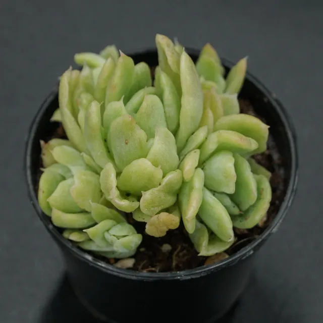 pasiora-echeveria-berry-f-variegata-rarit-t-einzelst-ck image 1