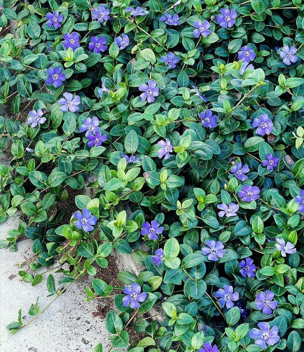 baldur-garten-vinca-minor-blau-3x-bodendecker-im-9x9-cm-topf image 1