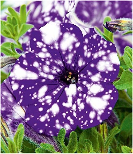 baldur-garten-h-nge-petunie-night-sky-3-pflanzen-im-10-5-cm-topf image 8