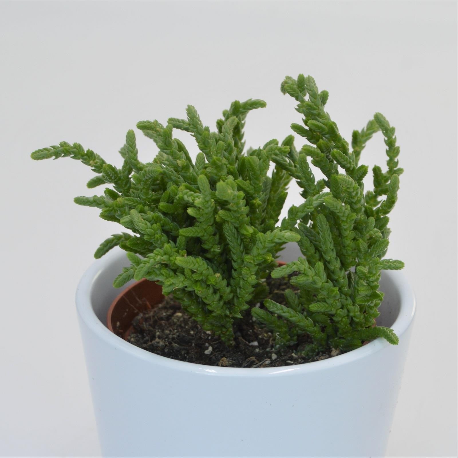 pasiora-crassula-lycopodioides-sukkulente-im-8-5cm-topf image 1