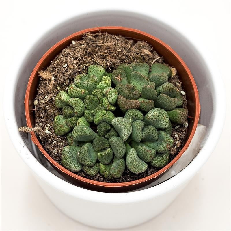 pasiora-aloinopsis-schooneesii-8-5-cm-caudex-sukkulente image 2