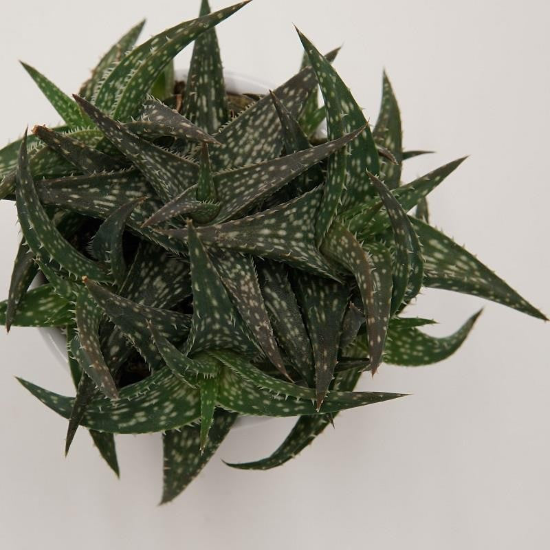 pasiora-aloe-descoingsii-sukkulente-6cm-topf image 1