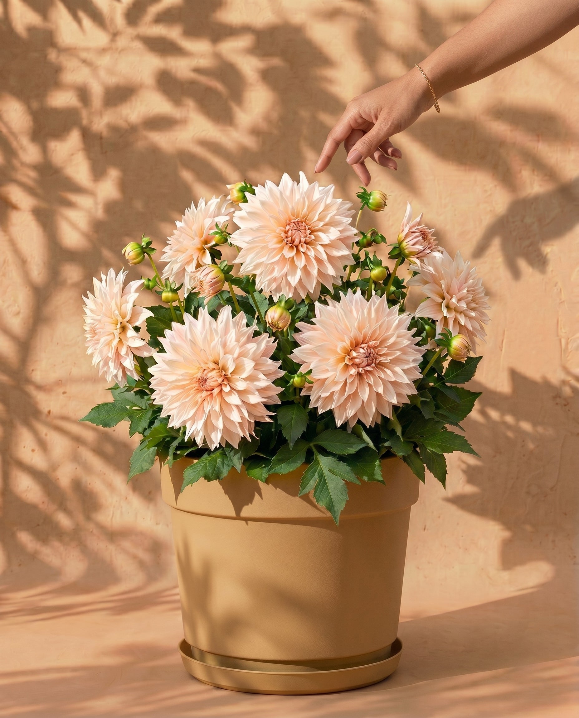 feey-dahlien-beige-caf-au-lait-knollen-au-enpflanze image 1