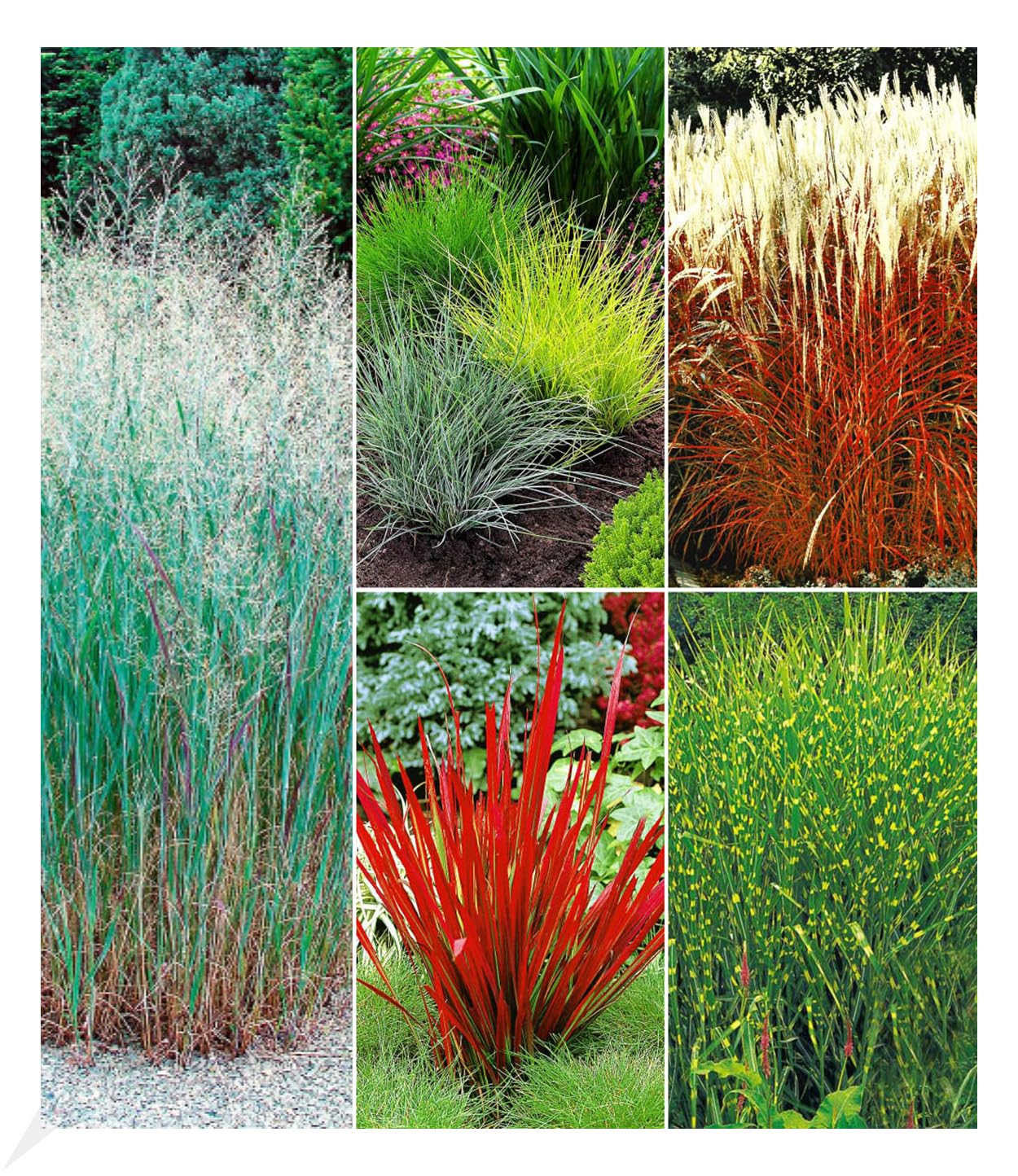 baldur-garten-9er-winterhartes-gr-serbeet-9-pflanzen-im-9x9-cm-topf image 1