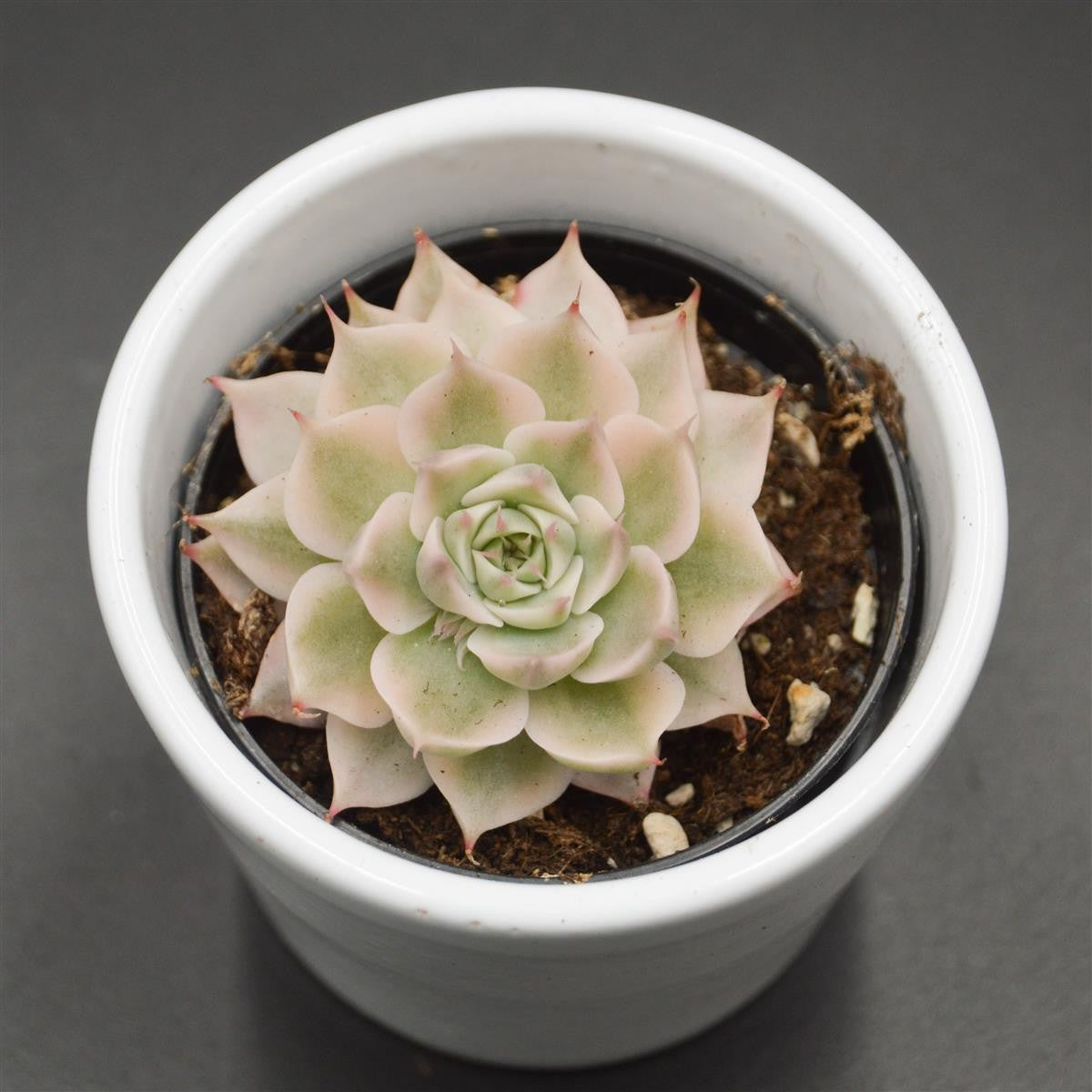 pasiora-echeveria-halbingeri-f-variegata-6-cm image 1