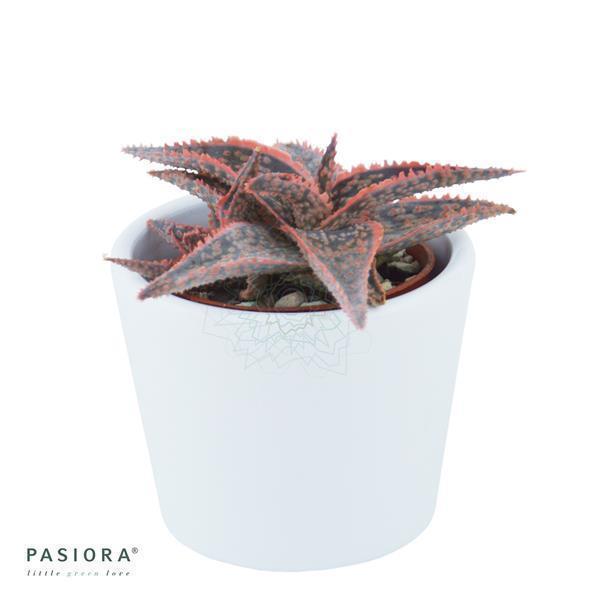 pasiora-aloe-red-shade-sukkulente-6cm-topf image 3