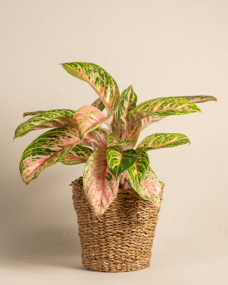 feey-aglaonema-cocomelon-kolbenfaden-mittlere-zimmerpflanze image 7