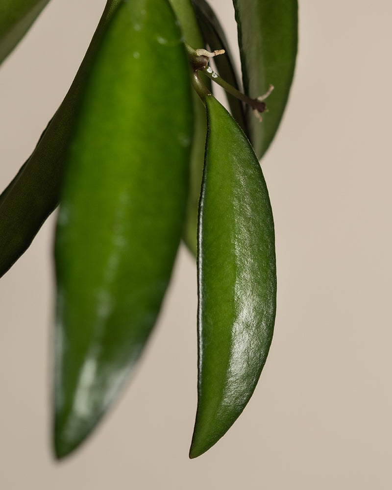 feey-hoya-wayetii-porzellanblume-zimmerpflanze-13-cm-topf image 8
