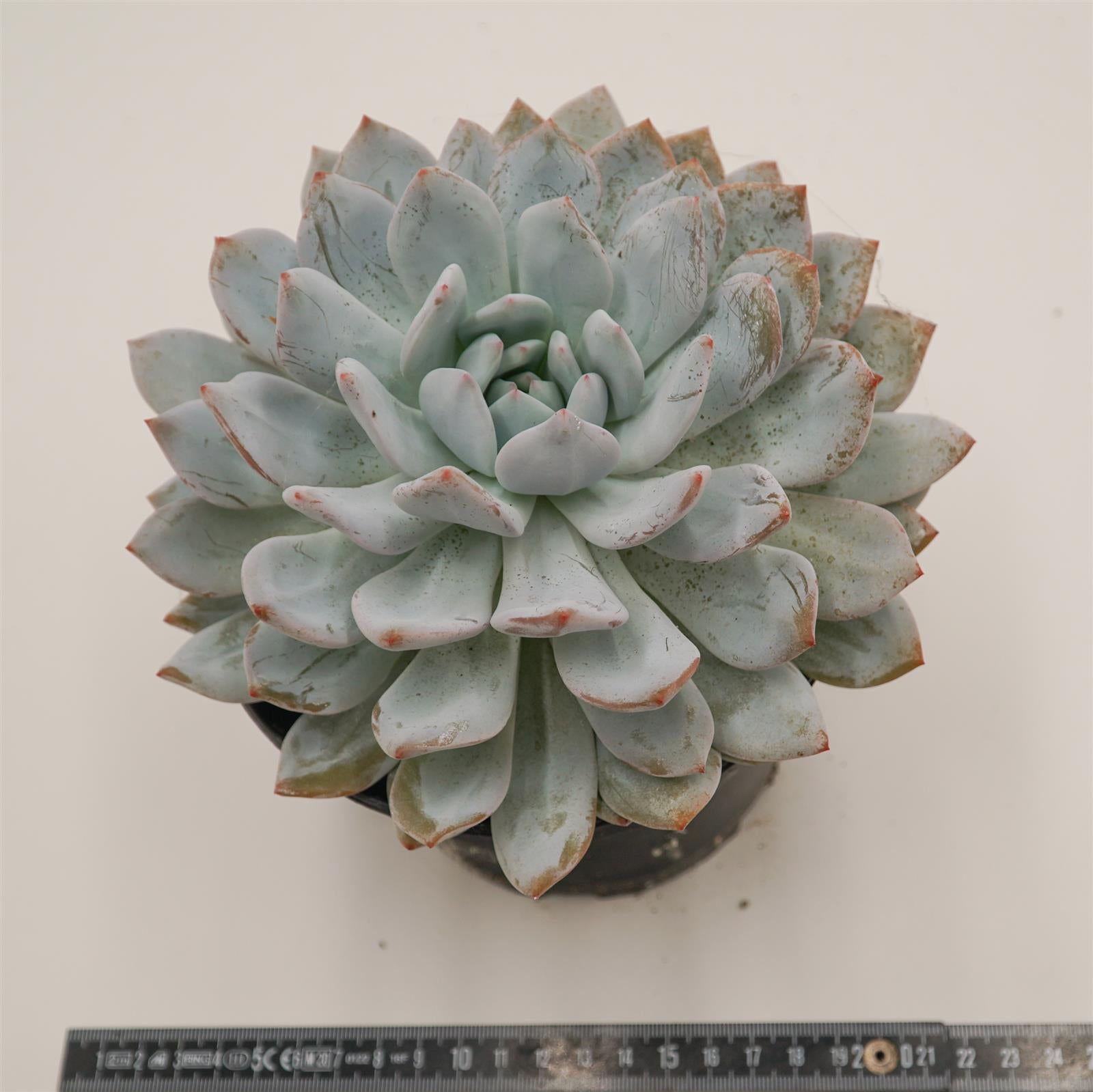 pasiora-echeveria-laurince-x-laui-xl-rarit-t-einzelst-ck image 2