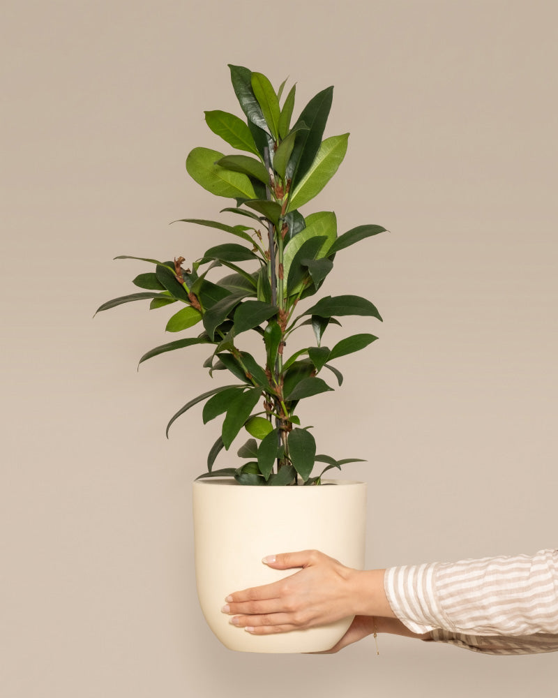 feey-afrikanischer-feigenbaum-ficus-cyathistipula-zimmerbaum image 1
