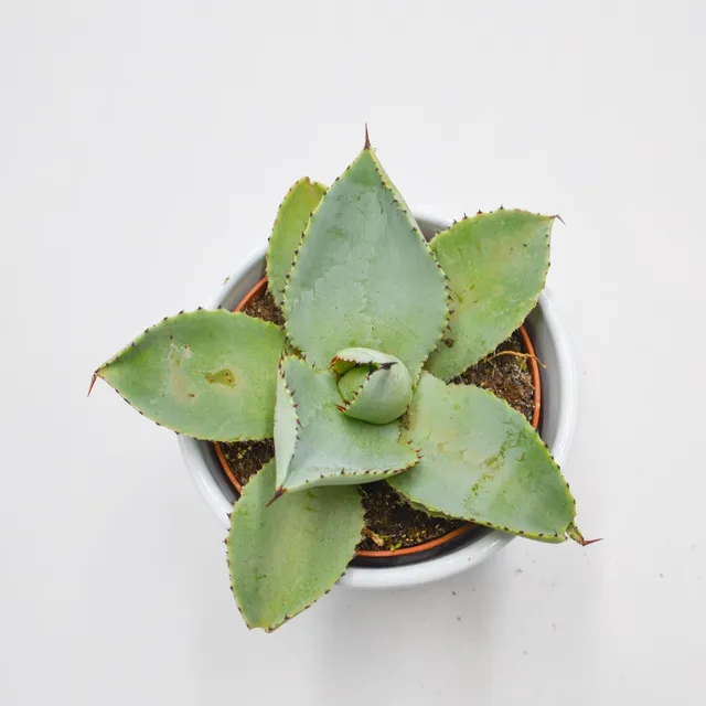 pasiora-agave-dragionis-sukkulente-10-5cm image 1