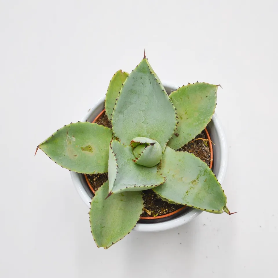pasiora-agave-dragionis-sukkulente-10-5cm image 1