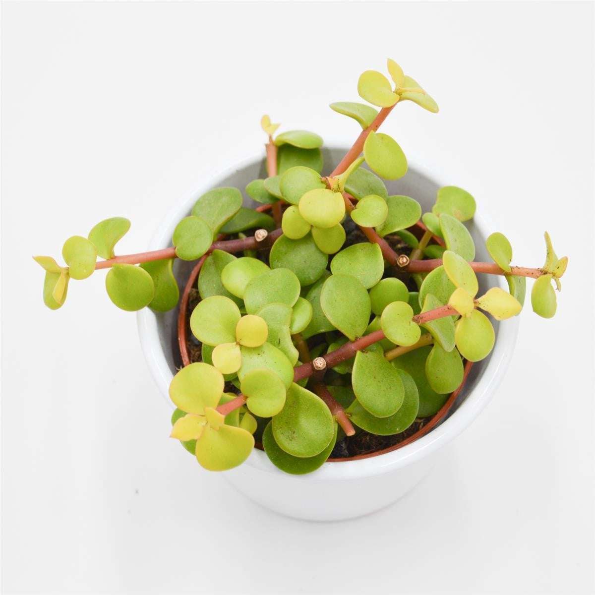 pasiora-portulacaria-afra-lemon-speckbaum-8-5cm image 2