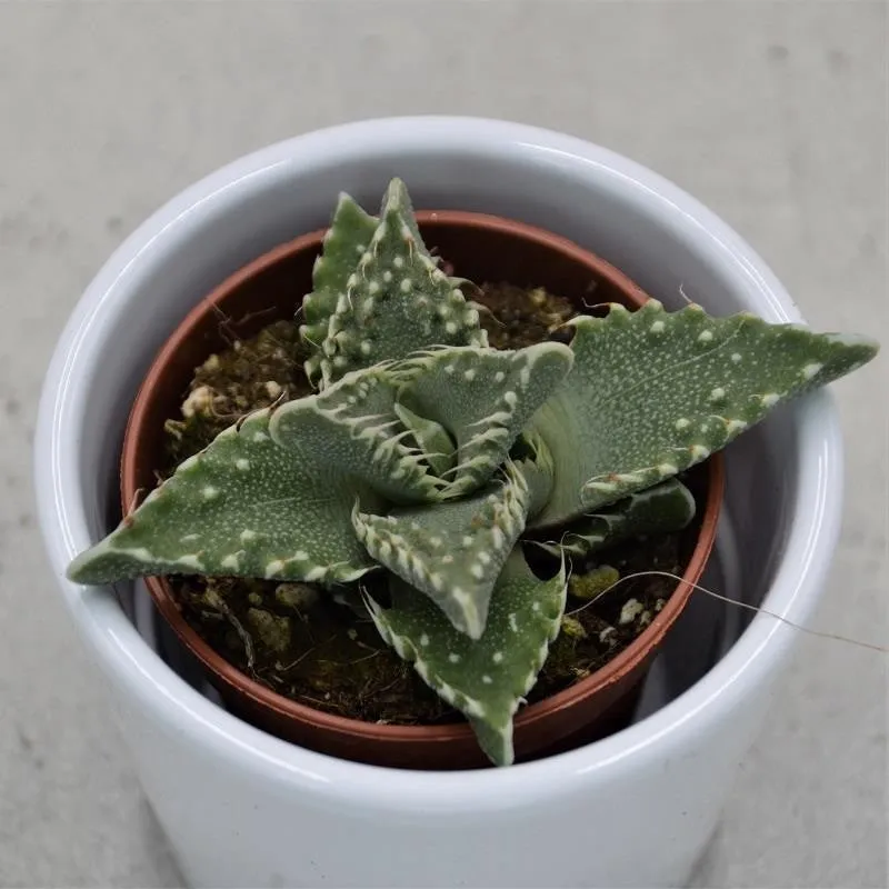 pasiora-faucaria-tigrina-sukkulente-5-5-cm-topf image 1