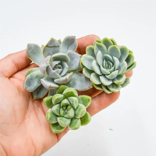 pasiora-echeveria-stecklings-set-elegans-albicans-snow-bunny-3er-mix image 1