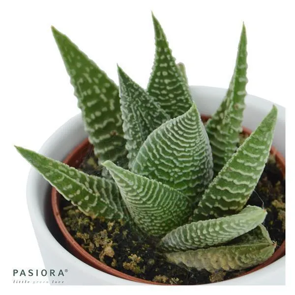 pasiora-haworthia-fasciata-zebra-sukkulente-6-cm image 1