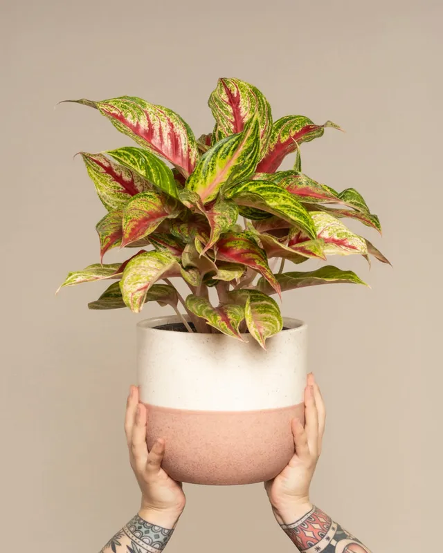 feey-aglaonema-siam-violet-zimmerpflanze image 1