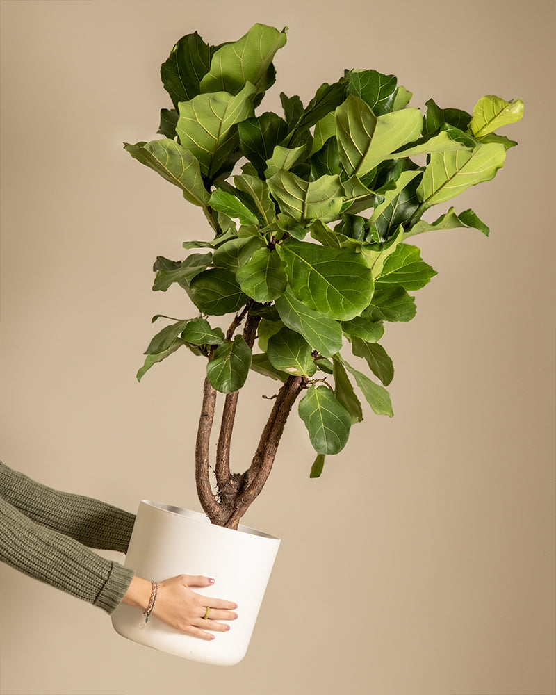 feey-geigenfeige-xl-ficus-lyrata-zimmerpflanze image 1