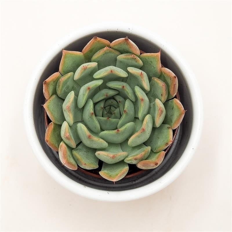 pasiora-echeveria-norma-sukkulente-5-5cm-topf image 2
