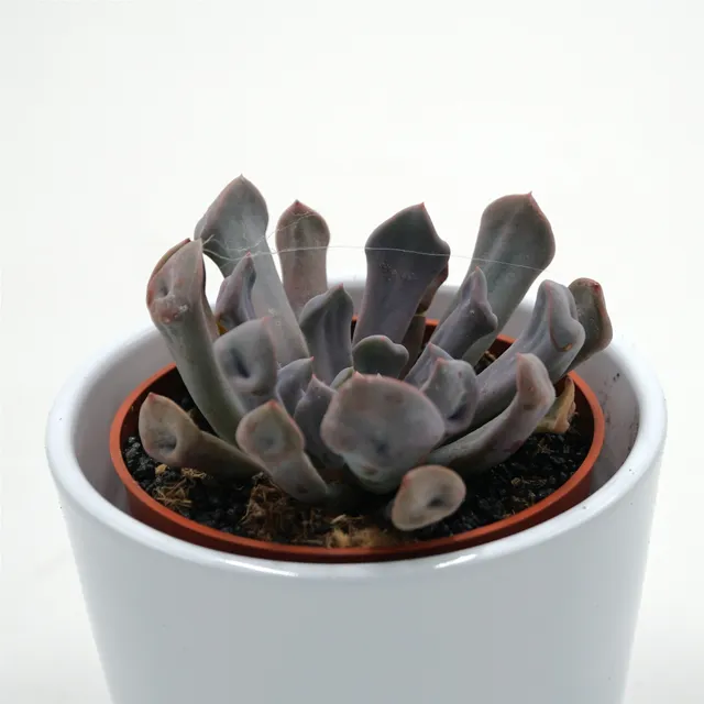 pasiora-x-graptoveria-lilac-spoons-sukkulente-8-5cm image 1