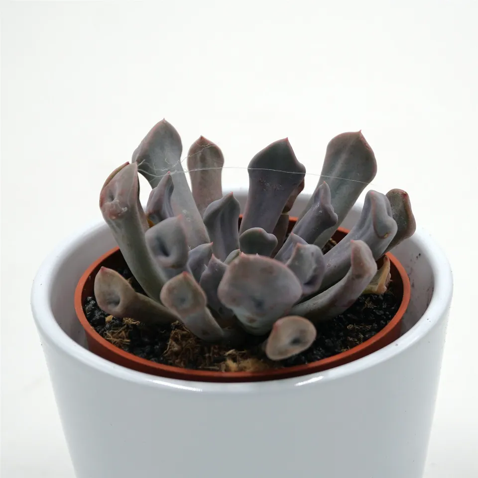 pasiora-x-graptoveria-lilac-spoons-sukkulente-8-5cm image 1