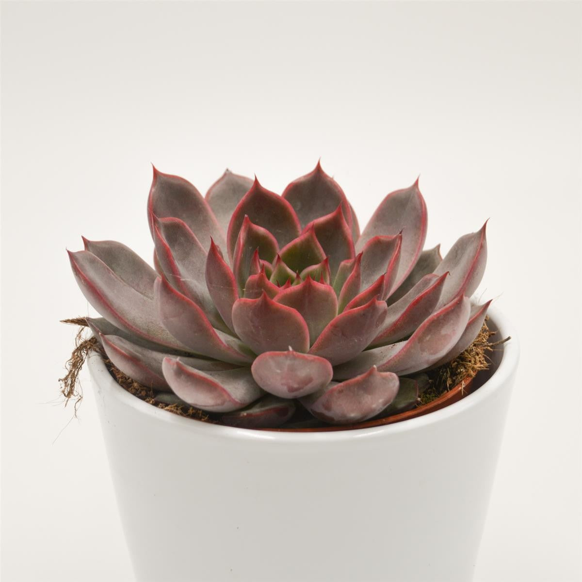 pasiora-echeveria-morango-sukkulente-12-cm-topf image 1