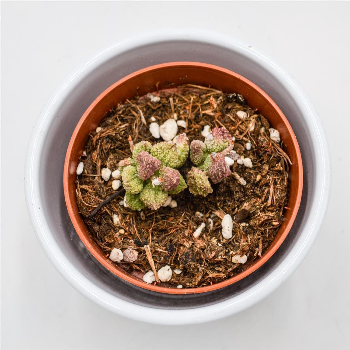 pasiora-adromischus-marianiae-pink-coral-sukkulente-8-5cm image 2