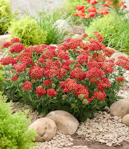 baldur-garten-achillea-short-red-2-pflanzen-im-9x9cm-topf image 3