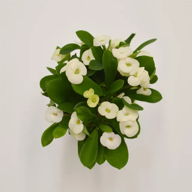 pasiora-euphorbia-milii-hector-wei-sukkulente-im-6cm-topf image 1