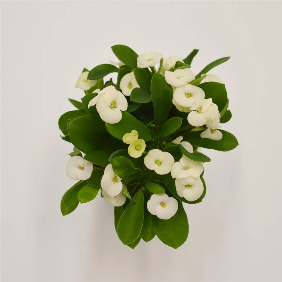 pasiora-euphorbia-milii-hector-wei-sukkulente-im-6cm-topf image 1