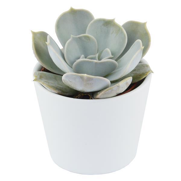 pasiora-echeveria-lilacina-echeverie-6cm image 3