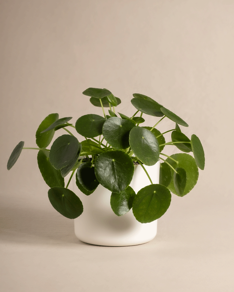 feey-ufopflanze-pilea-peperomioides-tierfreundlich-klein image 8