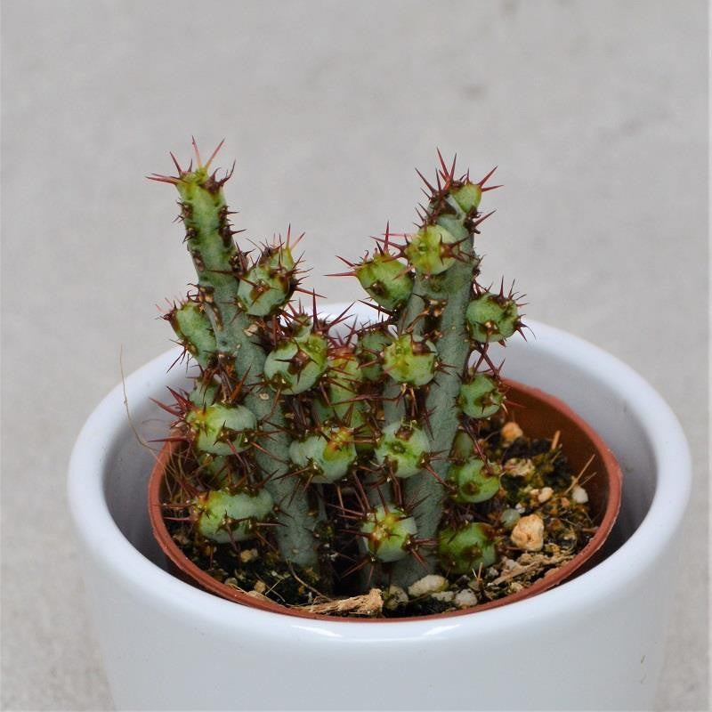 pasiora-euphorbia-aeruginosa-sukkulente-5-5-cm-topf image 1