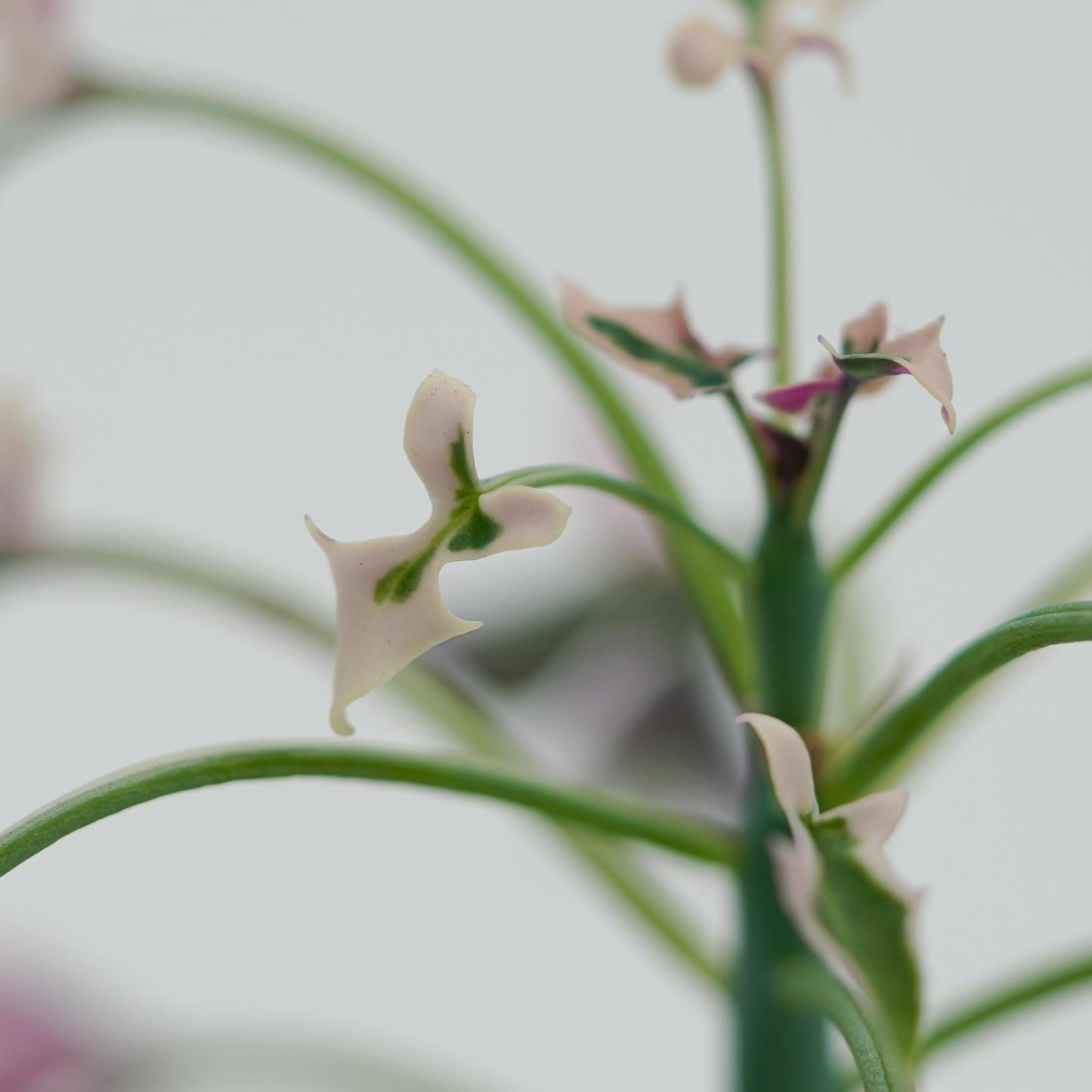 pasiora-senecio-articulatus-f-variegata-sukkulente-8-5cm-topf image 6