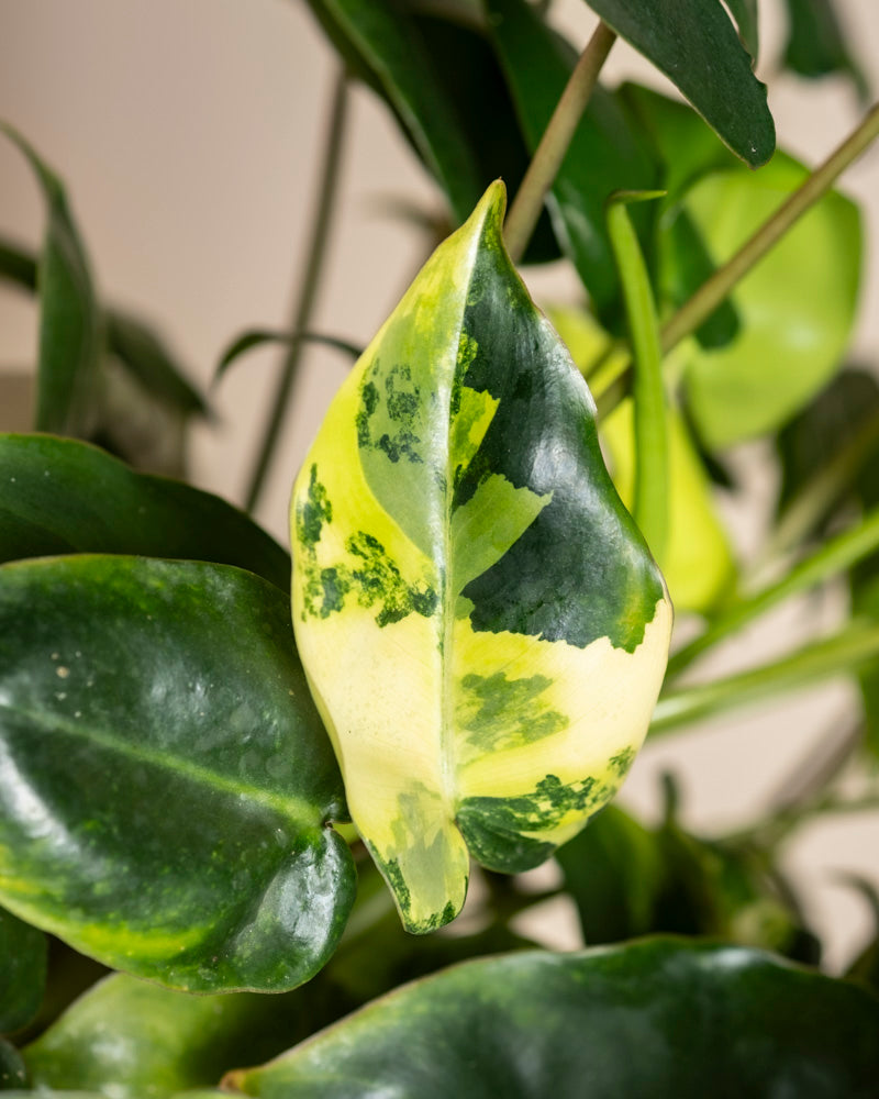 feey-philodendron-burle-marx-variegata-zimmerpflanze-rarit-t image 2
