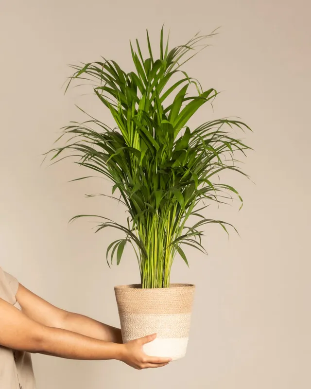 feey-goldfruchtpalme-areca-palme-gro image 1