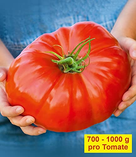 baldur-garten-gigantomo-f1-fleisch-tomate-2-pflanzen image 5