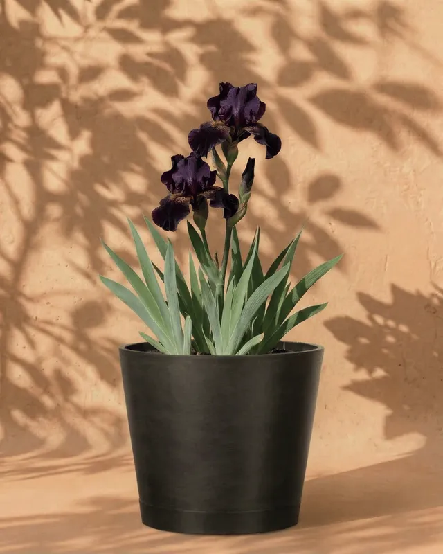 feey-iris-violett-rhizome-f-r-garten-und-balkon image 1
