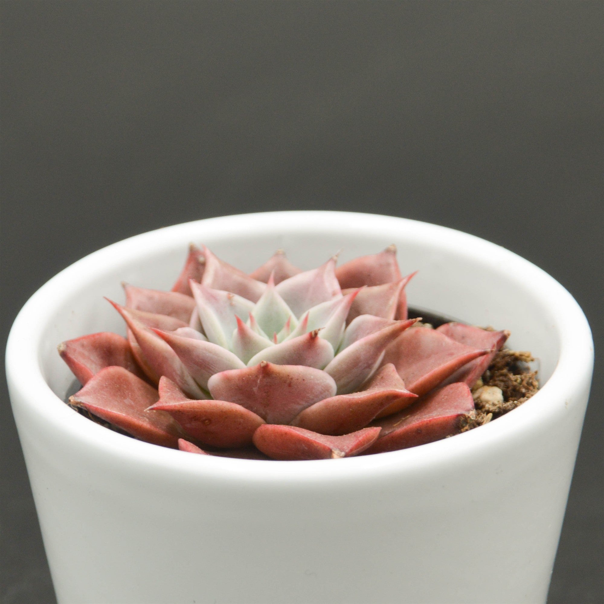 pasiora-echeveria-corsican-rose-sukkulente-6cm-topf image 2