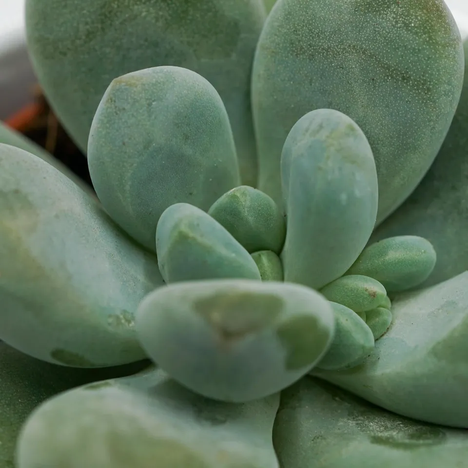 pasiora-pachyphytum-cuicatecanum-sukkulente-5-5cm-topf image 1