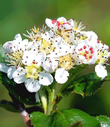 baldur-garten-vitaminbeere-apfelbeere-aronia-obstpflanze-im-2-liter-topf image 7