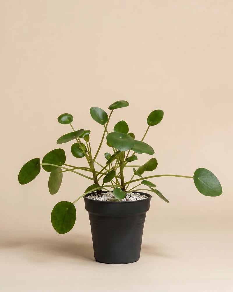 feey-ufopflanze-pilea-peperomioides-hydro image 3